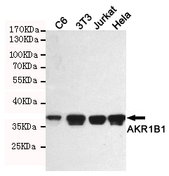 WB - AKR1B1 Antibody AP52760